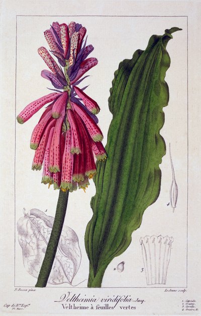 Veltheimia viridifolia, 1836 von Pancrace Bessa